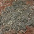 Silurian Fossil Crinoid (Scyphocrinites) Plate - Morocco #134262-1